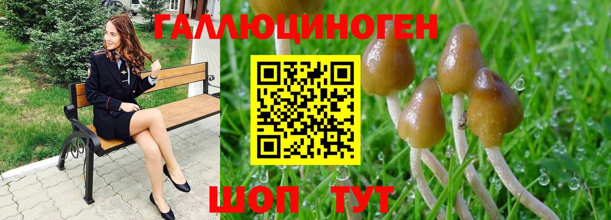 Псилоцибиновые грибы GOLDEN TEACHER Каменск-Шахтинский